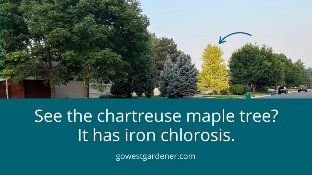 Example of a maple tree with iron chlorosis
