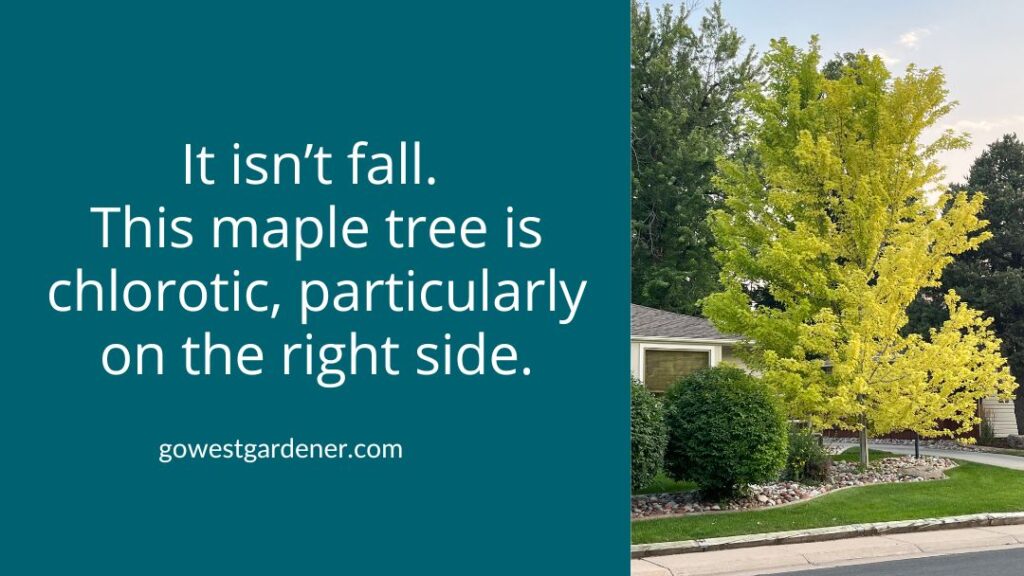 Chlorotic maple tree example