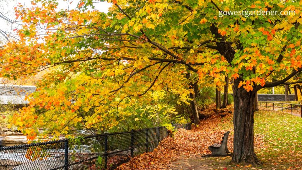 Maple trees are beautiful, but many maple trees struggle in Colorado.