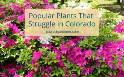 What Plants Struggle in Colorado?