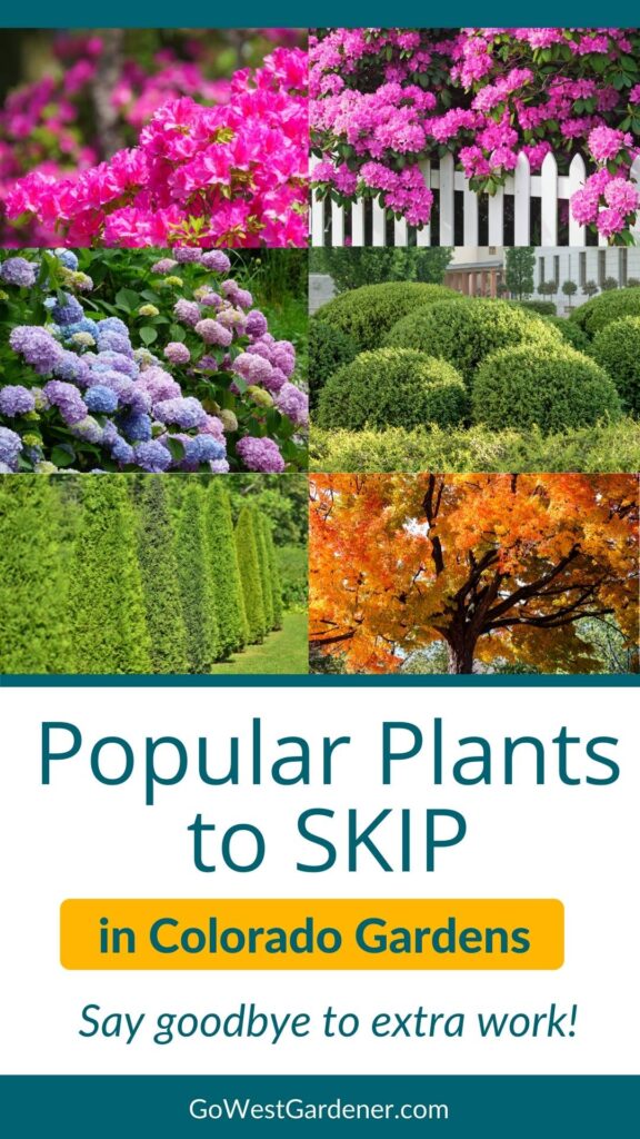 Popular plants from other parts of the country that can struggle in Colorado