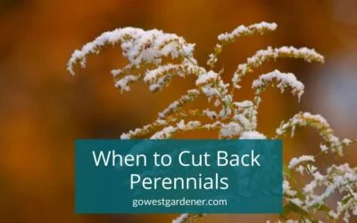 When’s the Best Time to Cut Back Perennials in Colorado and Similar States?