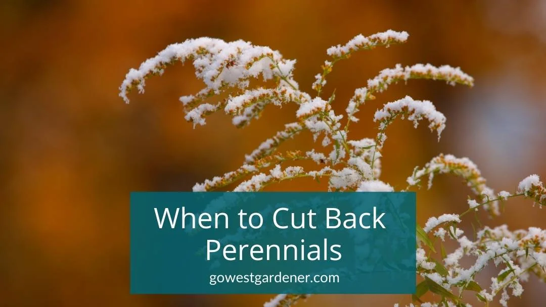 When’s the Best Time to Cut Back Perennials in Colorado and Similar States?