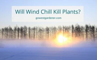 Will Wind Chill Kill My Plants?