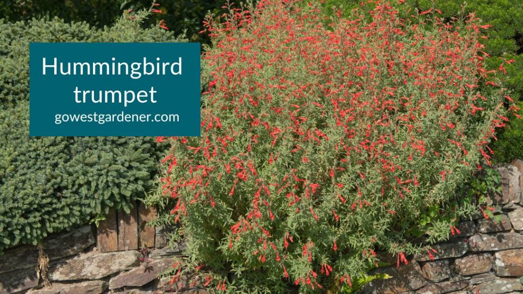Wait until spring to cut back hummingbird trumpet in gardens