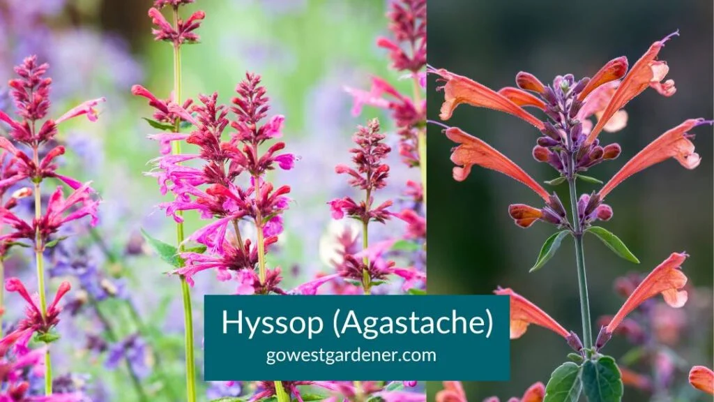 Hyssop (Agastache) - Leave it standing over winter in your Colorado garden