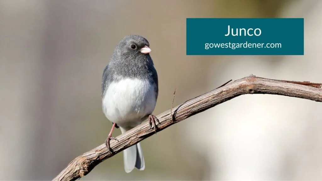 A junco in a Colorado garden