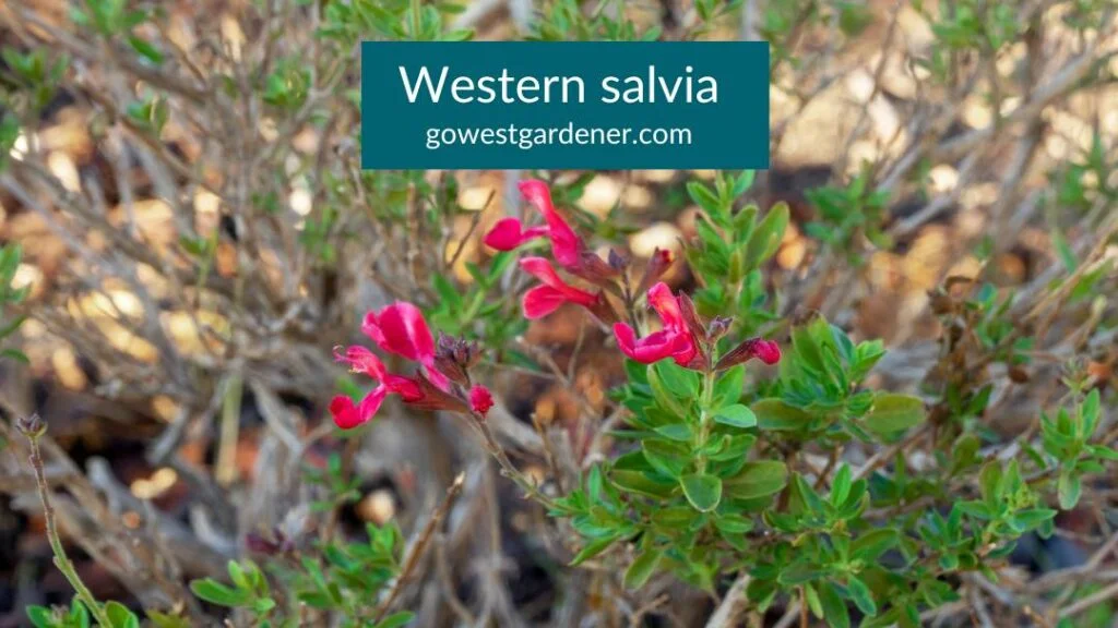 Western salvia is stronger over winter if you don't cut it back until spring.