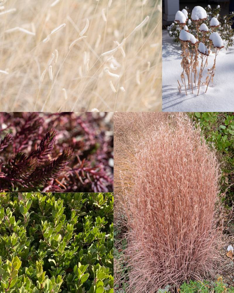 winter-beauty Winter beauty