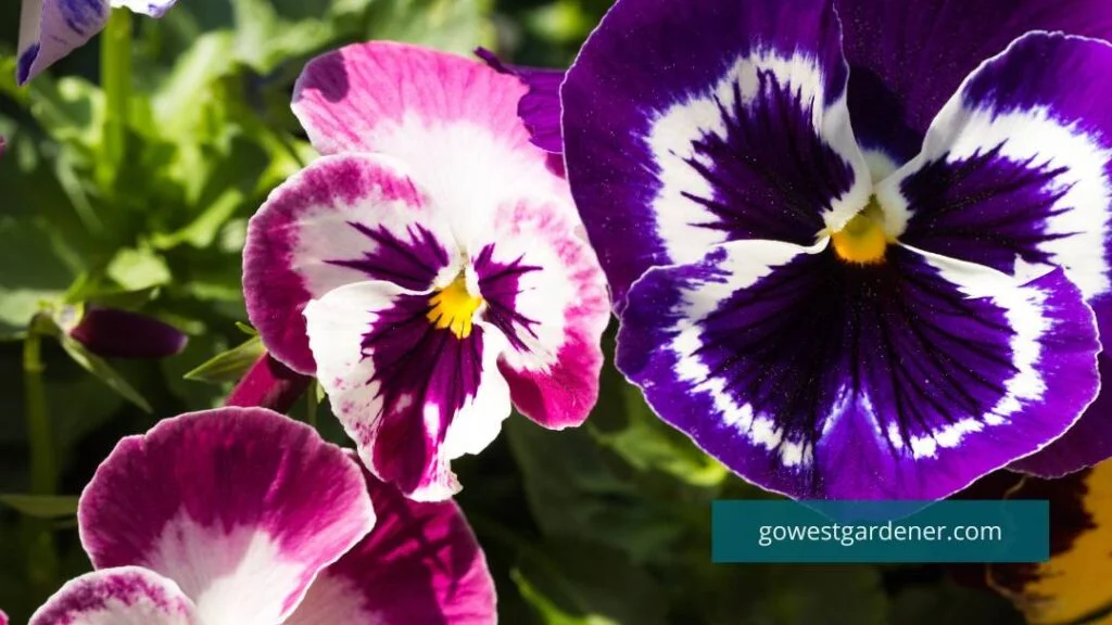 Pansies are a spring flower at lower elevations in Colorado