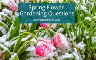 3 Popular Spring Gardening Questions (for Colorado & the West)