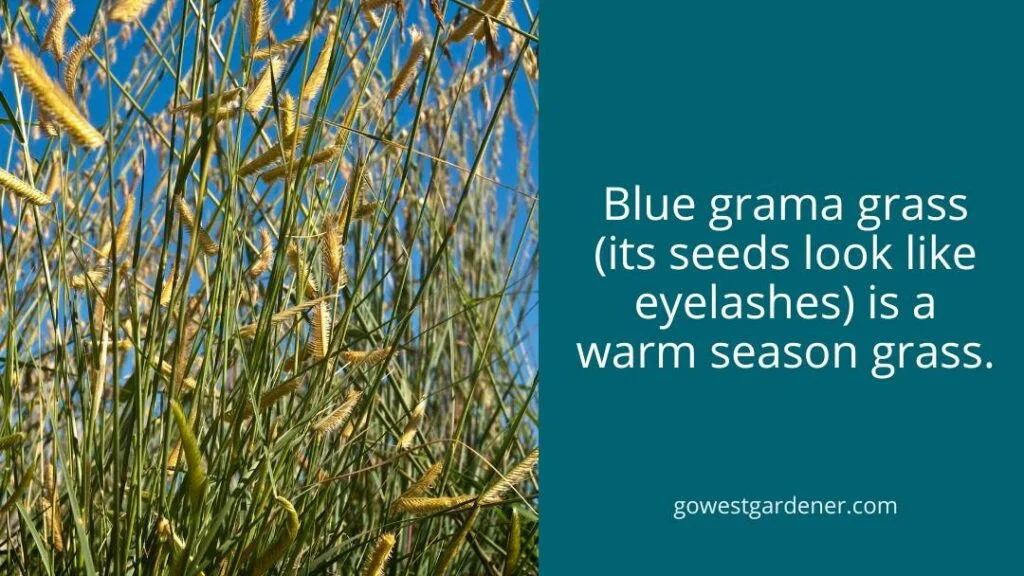 Blue grama grass is slow to wake up in the spring. It grows in the summer heat.
