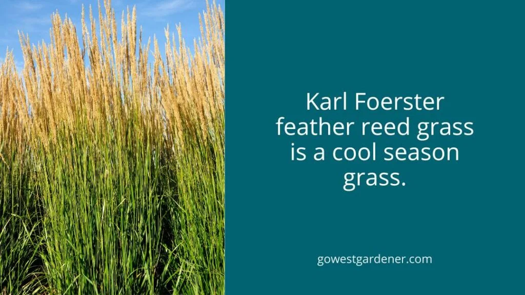 Karl Foerster feather reed grass doesn't grow well in the summer heat. It prefers cooler temperatures.