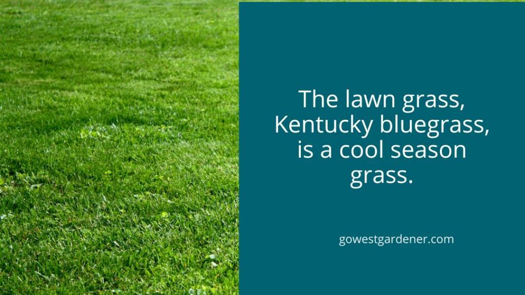 Kentucky bluegrass is a cool season grass, growing in mild temperatures.