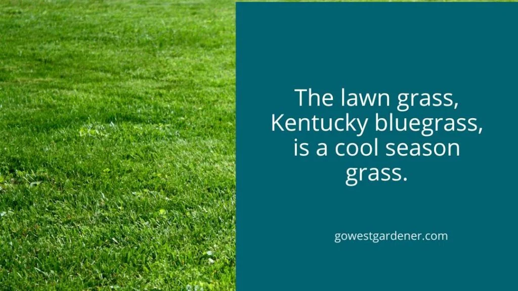 Kentucky bluegrass is a cool season grass, growing in mild temperatures.