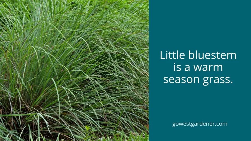 Little bluestem is a native grass that likes warm temperatures to grow.