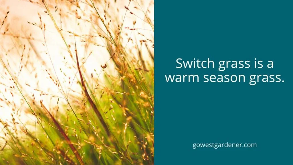 Switchgrass is an example of a warm season grass.