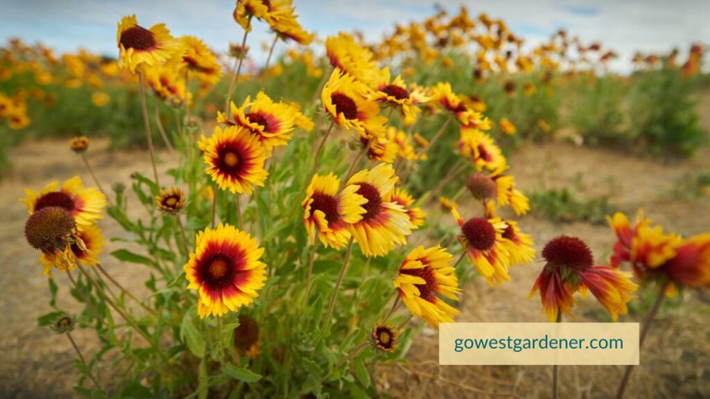 Colorado native plants are often waterwise plants (but not always)