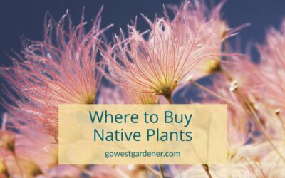 Where to Buy Native Plants in Colorado