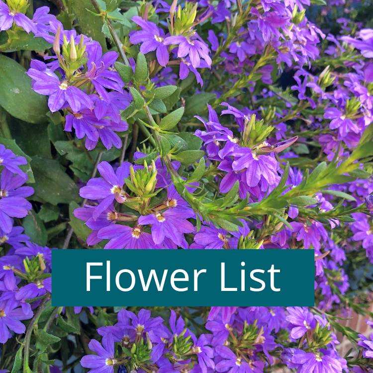 Annual flower list Heat tolerant annuals for Colorado
