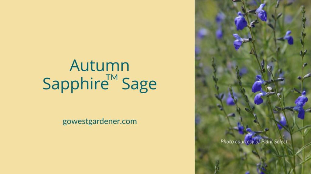 Autumn Sapphire Sage produces waterwise, blue flowers in September and October in Colorado and Utah