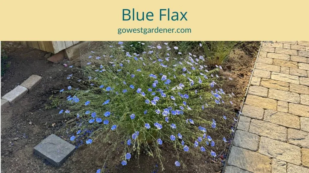 Blue Flax is a charming, waterwise perennial with airy blue flowers in late spring and early summer.