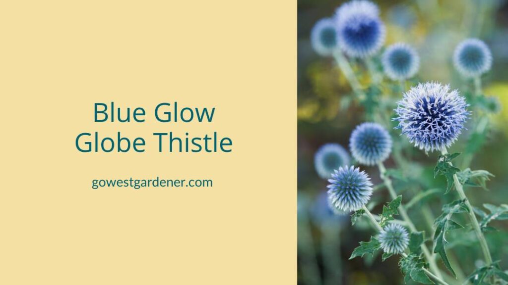 Blue Glow globe thistle has round flowers like blue balls.