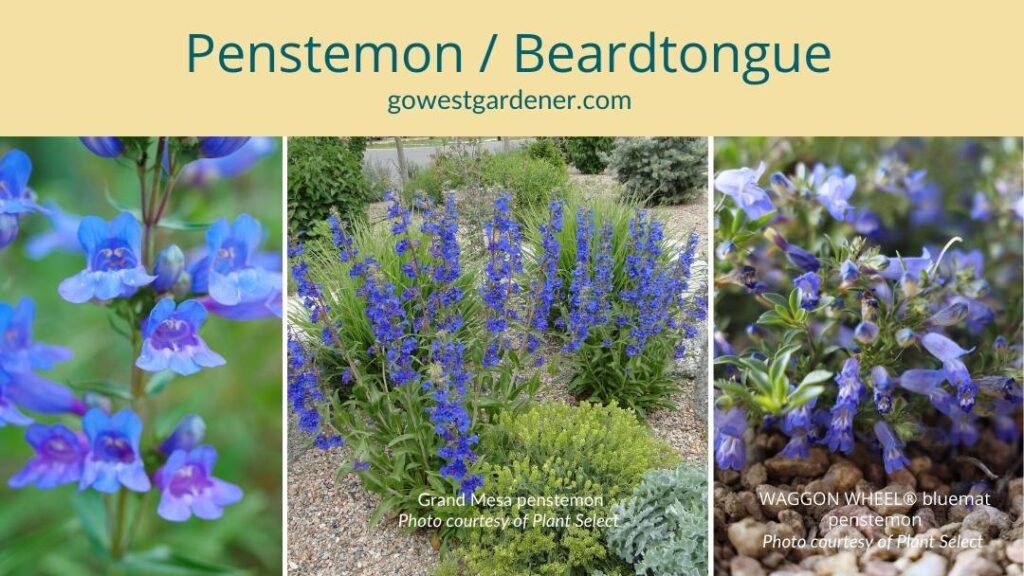 Penstemons are native plants that typically are very drought tolerant.