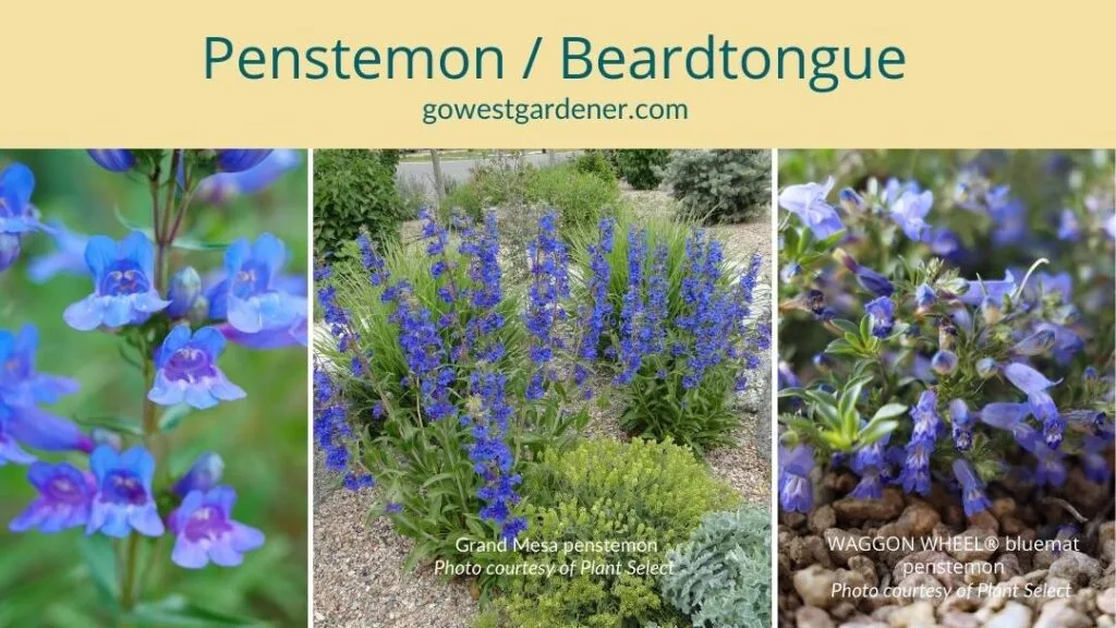 Penstemons are native plants that typically are very drought tolerant.
