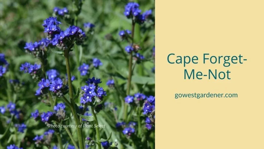 Cape Forget-Me-Not has vibrant flowers that bloom for a long time. With deadheading, it can bloom almost all season.