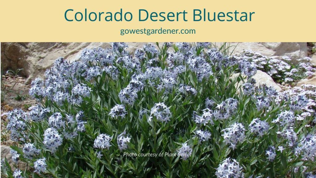Colorado Desert Bluster is a regionally native plant (native to Colorado and Utah). It is very low water, and it has blue flowers early in the season.
