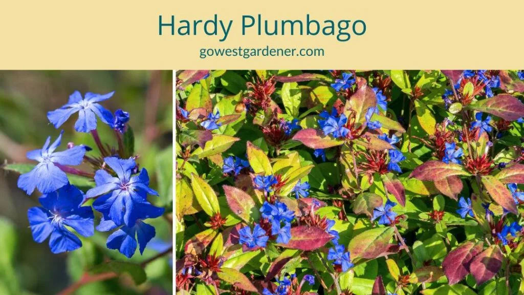 Hardy Plumbago: A blue-flowered perennial for fall; great for dry shade
