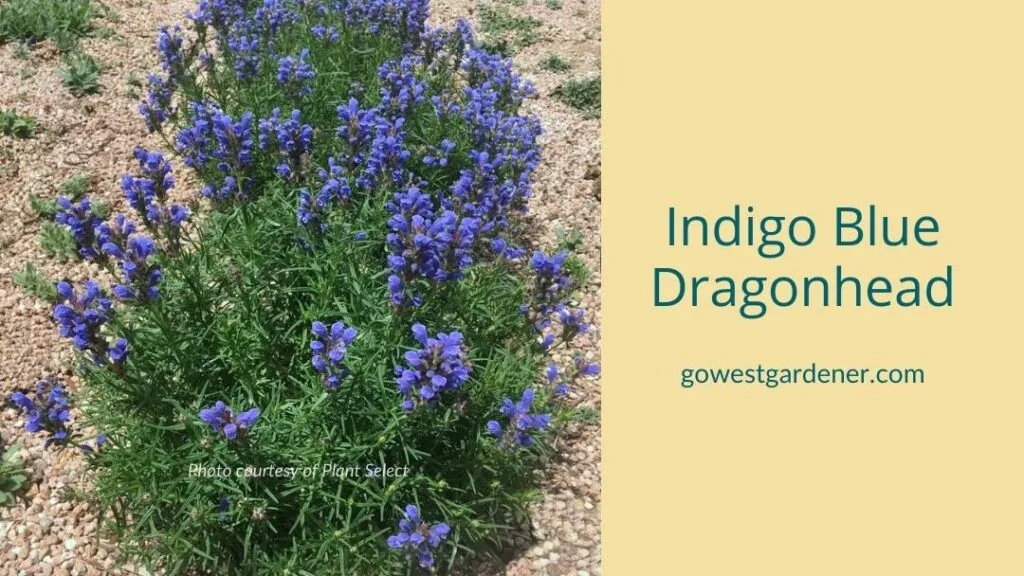 Indigo Blue Dragonhead is a Plant Select plant that blooms in early summer. It has waterwise, blue flowers.