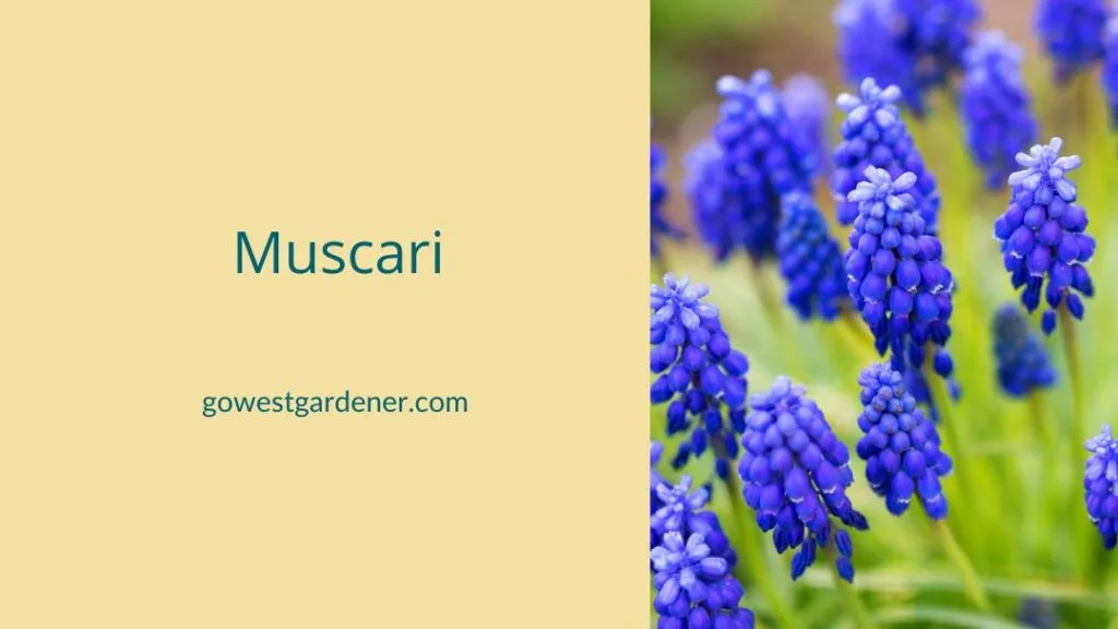Muscari, or grape hyacinth, is a spring bulb. It was waterwise, blue flowers.