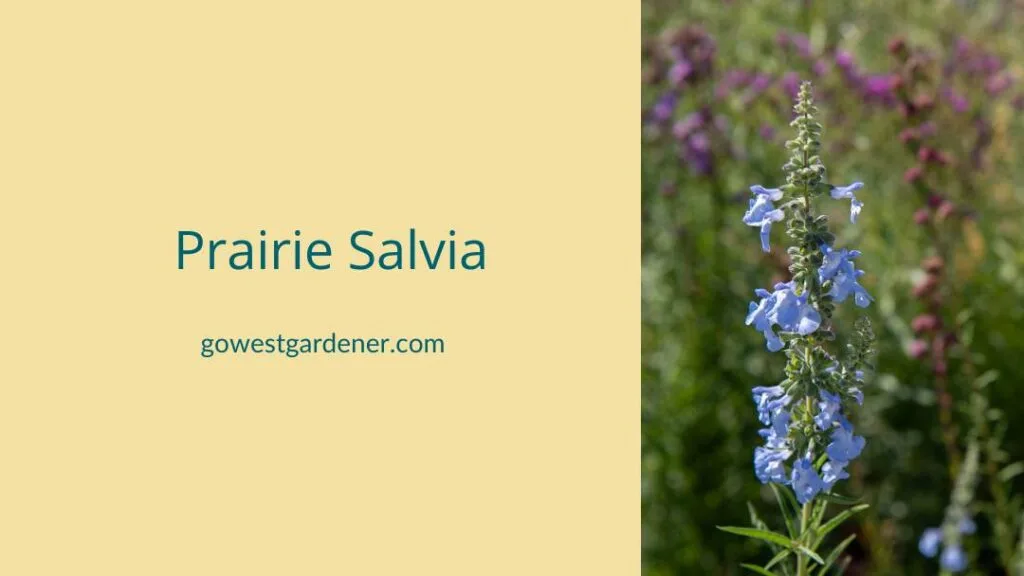 Prairie Salvia is a regionally native plant with blue flowers.