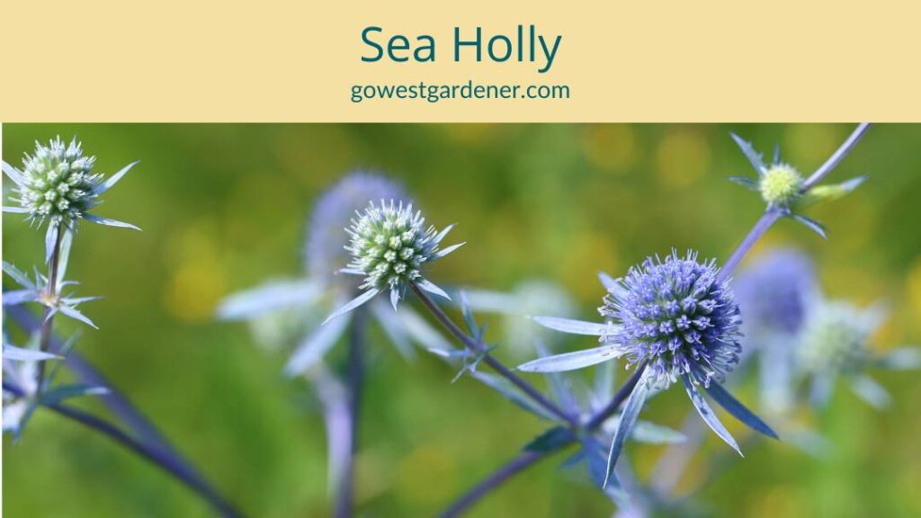 Blue Glitter Sea Holly is a drought-tolerant perennial that attracts a variety of pollinators.