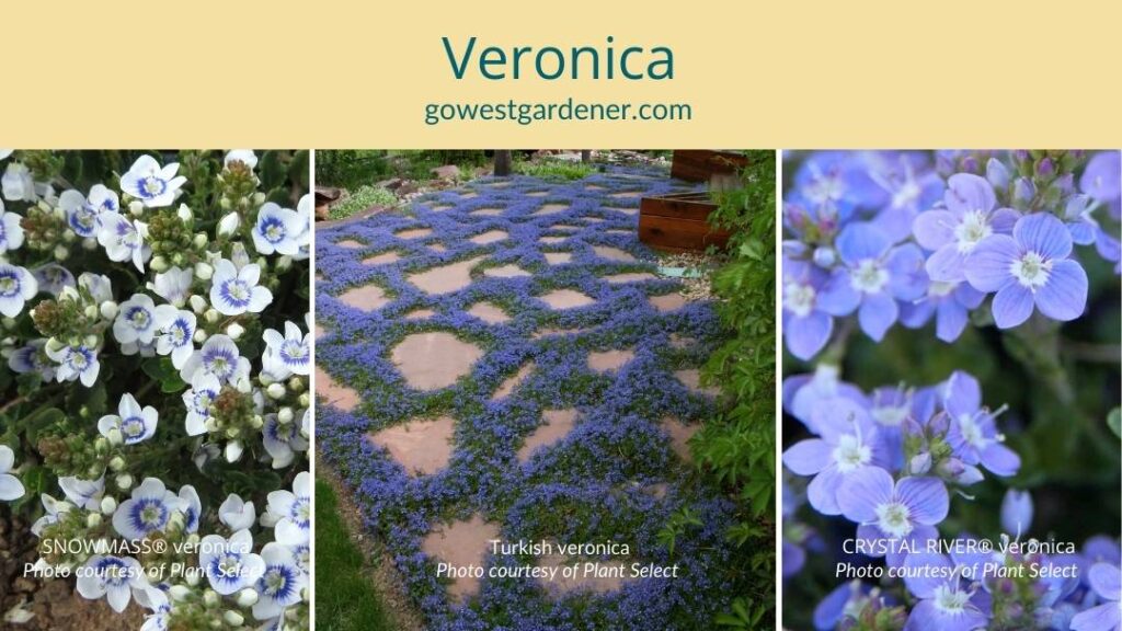 Turkish veronica is a low-growing groundcover with blue flowers.