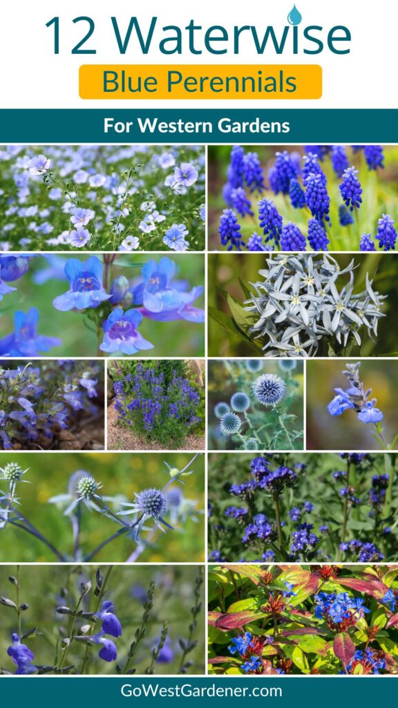 12 watewise, blue perennials for western gardens