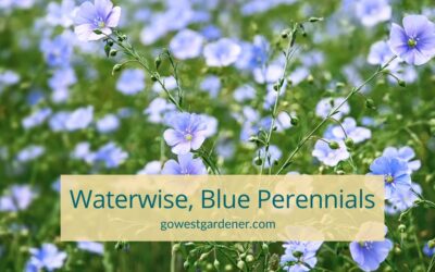 12 Waterwise, Blue Flowers: Perennials for Western Gardens