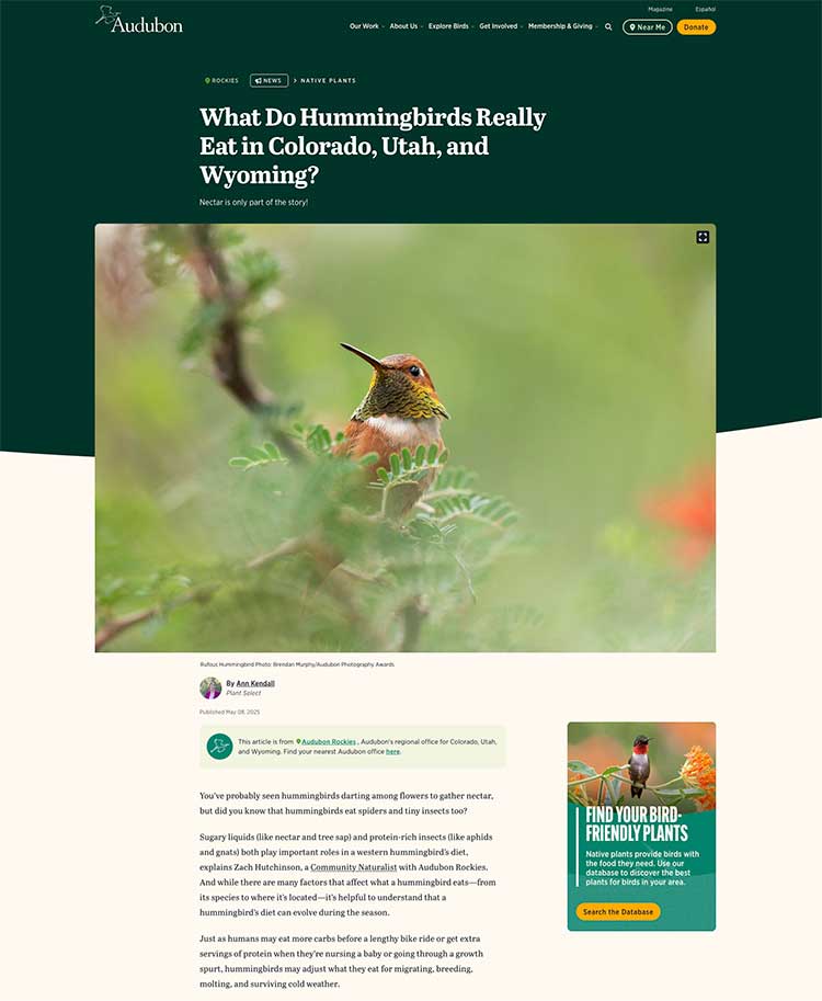 What do hummingbirds really eat in Colorado, Wyoming and Utah?