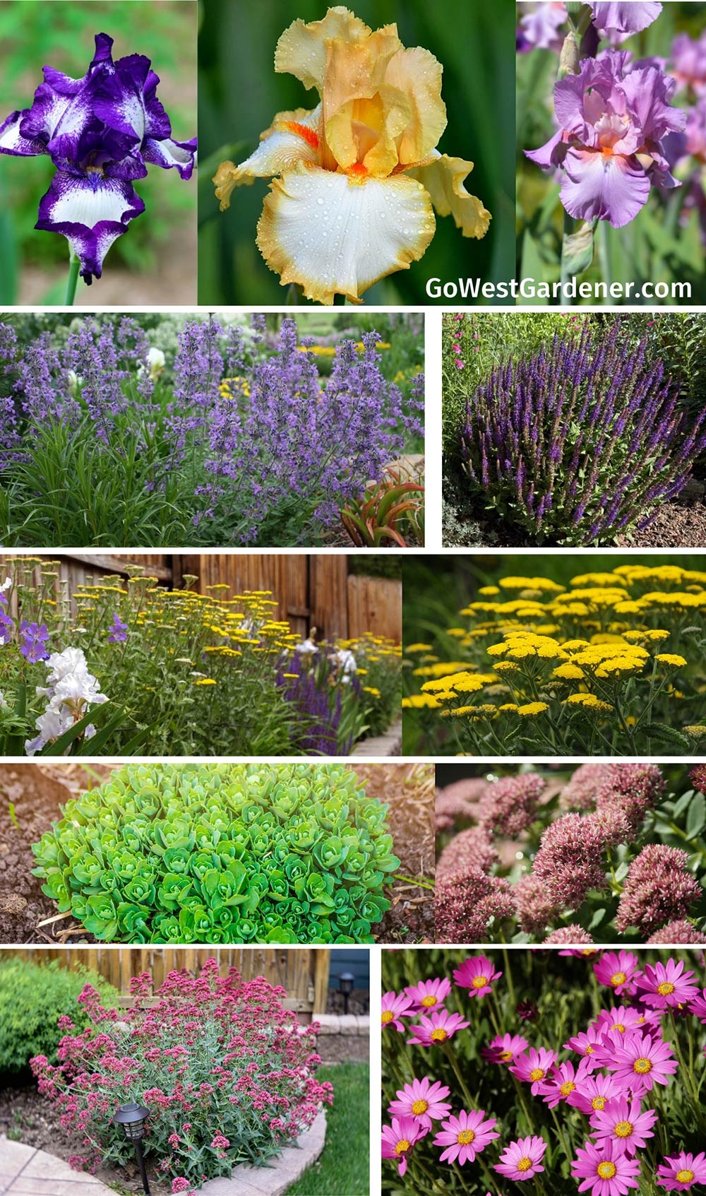 Low water perennials for classic beauty in Colorado