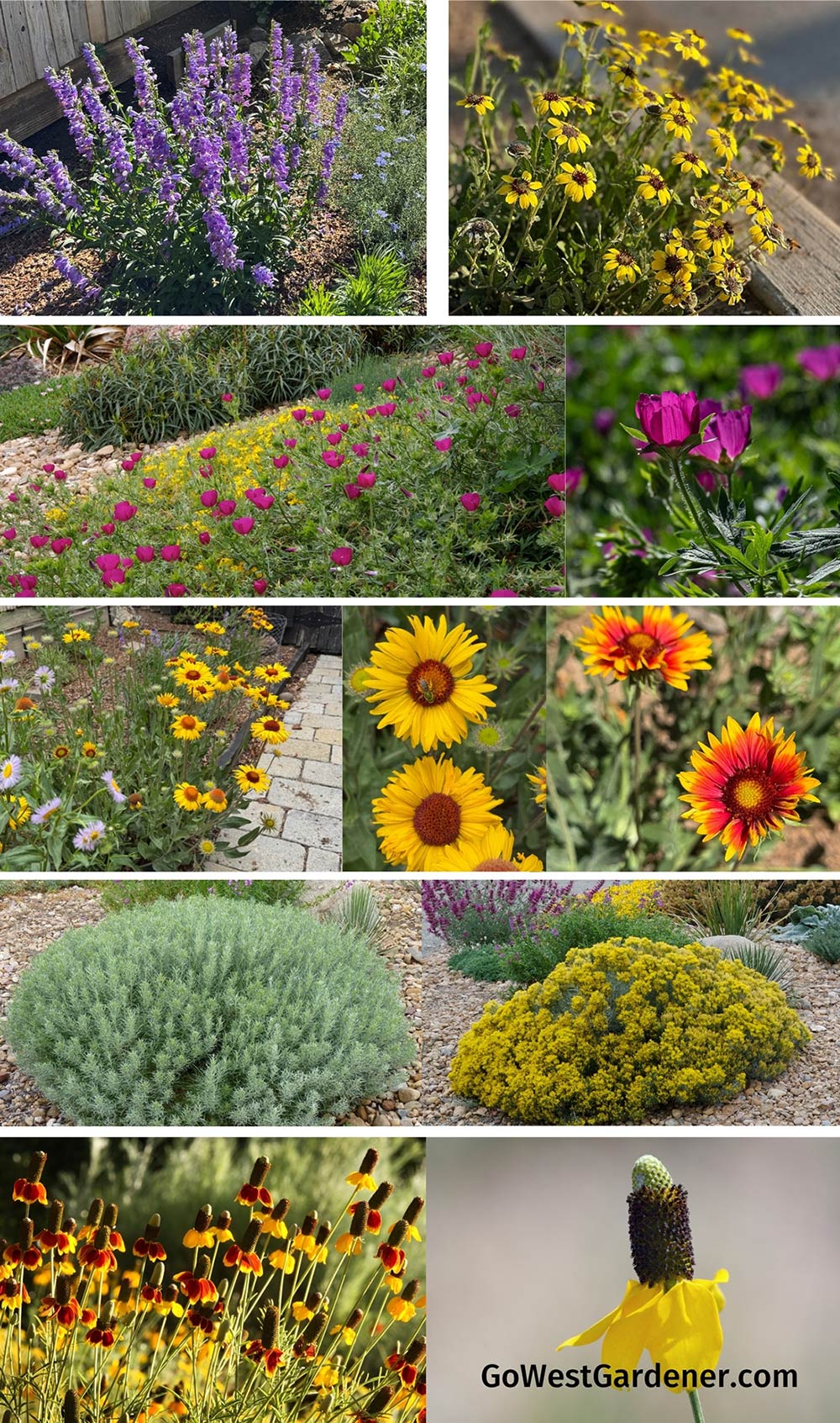 Colorado native plants - native to Front Range and southeastern Colorado