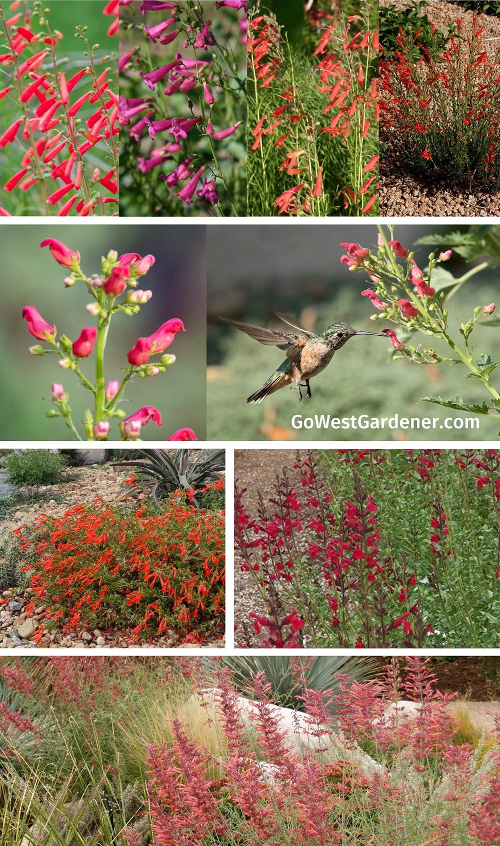 Drought tolerant hummingbird plants for Colorado gardens