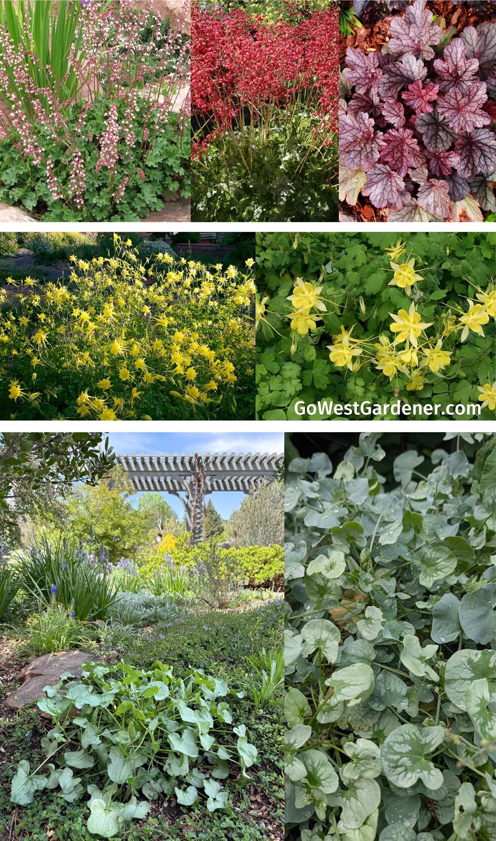 Dry shade plants for Colorado and similar western states