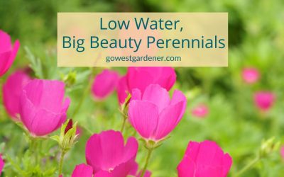 Gorgeous Waterwise Perennials for Colorado Gardens