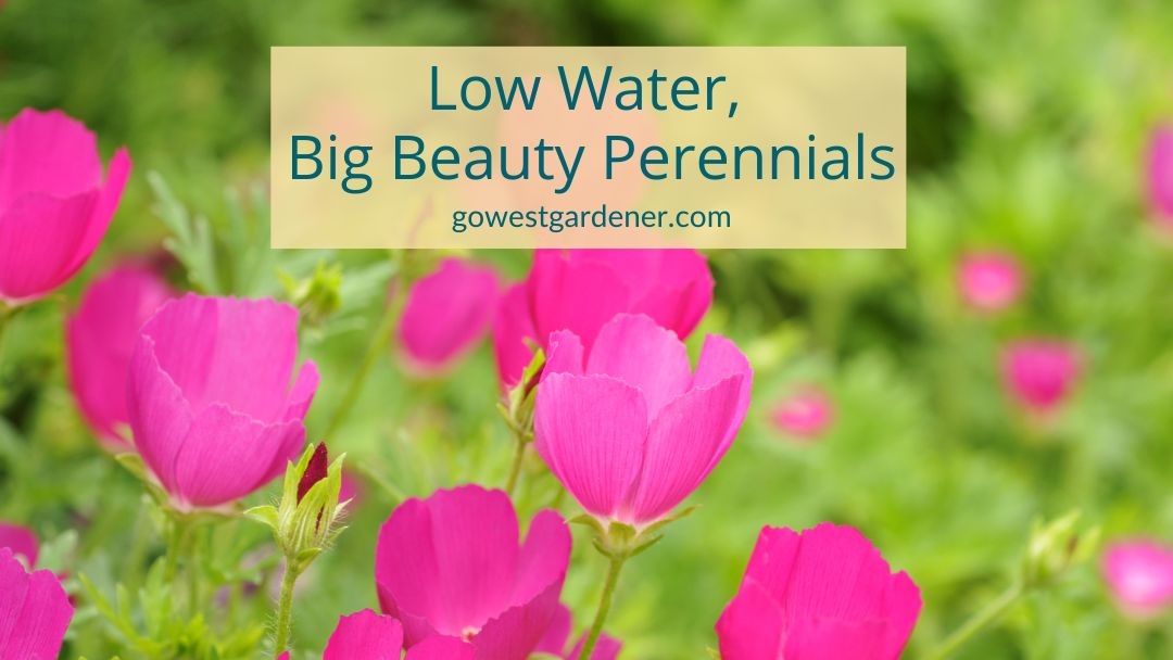 Gorgeous Waterwise Perennials for Colorado Gardens