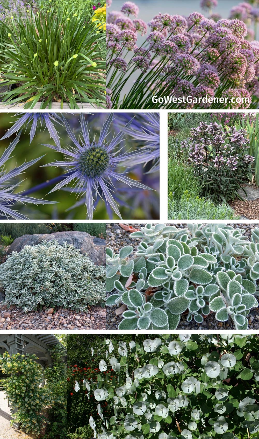 Unusual waterwise perennials for Colorado