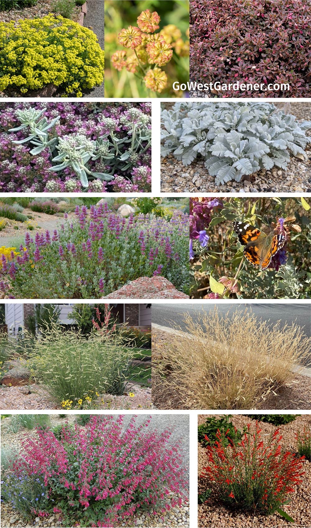 Winter interest perennials for drought-tolerant gardens in Colorado